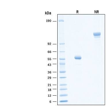2 μg/lane of Recombinant Human CD8 alpha  Fc Chimera Protein  (Catalog # 10927-CD) was resolved with SDS-PAGE under reducing (R) and non-reducing (NR) conditions and visualized by Coomassie® Blue staining, showing bands at 54-60 kDa and 110-120 kDa, respectively.