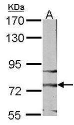 Western Blot: Frizzled-3 Antibody [NBP1-30940] - Western blot analysis of Frizzled-3 Antibody on NIH-3T3, diluted at 1:1000 with 7.5% SDS PAGE gel.