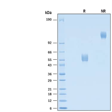 SDS-Page NKp30/NCR3 [Unconjugated]