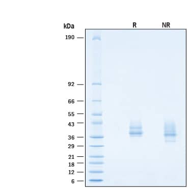 2 μg/lane of Recombinant Cynomolgus Monkey R-Spondin 3 Protein (Catalog # 10948-RS) was resolved with SDS-PAGE under reducing (R) and non-reducing (NR) conditions and visualized by Coomassie® Blue staining, showing bands at 34-44 kDa.