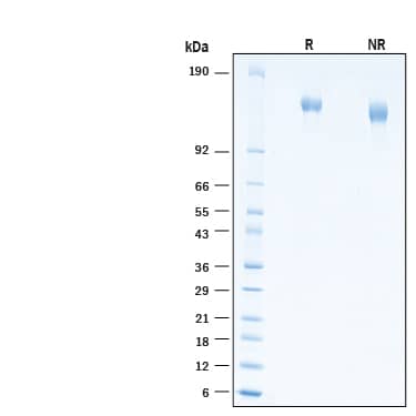 2 μg/lane of Recombinant Human ADAMTS-L2 His-tag Protein (Catalog # 10950-AD) was resolved with SDS-PAGE under reducing (R) and non-reducing (NR) conditions and visualized by Coomassie® Blue staining, showing bands at 130-144 kDa.