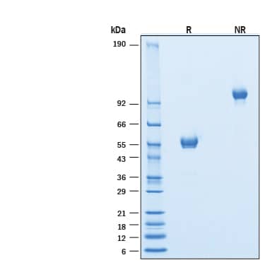 2 μg/lane of Recombinant Canine CTLA-4 Fc Chimera Protein (Catalog # 10954-CT) was resolved with SDS-PAGE under reducing (R) and non-reducing (NR) conditions and visualized by Coomassie® Blue staining, showing bands at 48-60 kDa and 100-120 kDa, respectively.