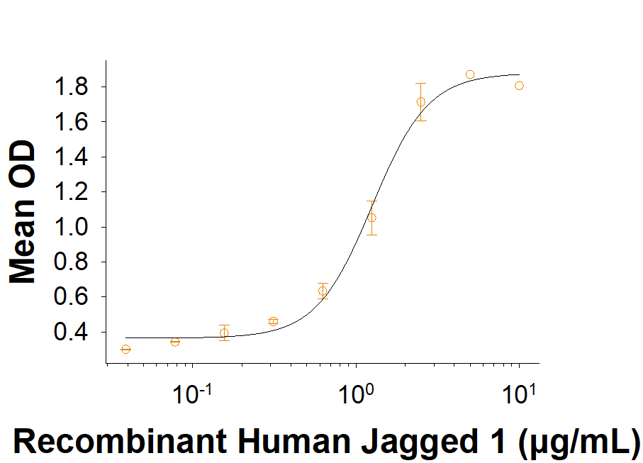 Immobilized Recombinant Human Jagged 1 His-tag (Catalog # 10957-JG) enhances Recombinant Human/Mouse/Rat BMP-2 (355-BM) induced alkaline phosphatase activity in C3H10T1/2 mouse embryonic fibroblast cells. The ED50 for this effect is 0.750-4.50 µg/mL.