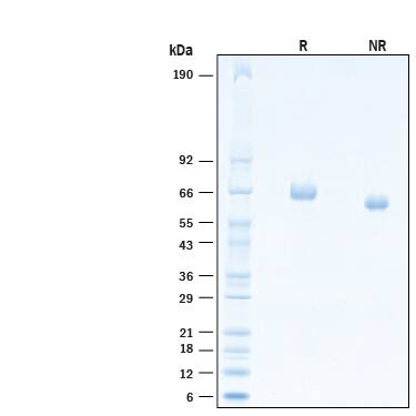 2 μg/lane of Recombinant Cynomolgus Monkey LILRB5/CD85c/LIR-8 His-tag Protein (Catalog # 10958-T4) was resolved with SDS-PAGE under reducing (R) and non-reducing (NR) conditions and visualized by Coomassie® Blue staining, showing bands at 62-70 kDa.