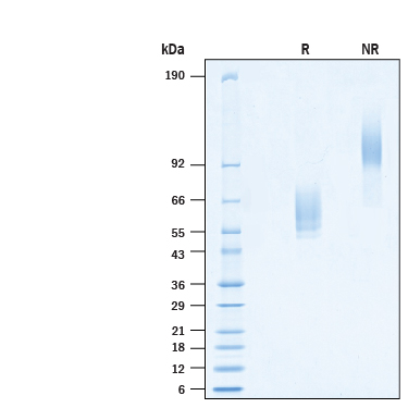 SDS-Page NKG2D/CD314 [Unconjugated]
