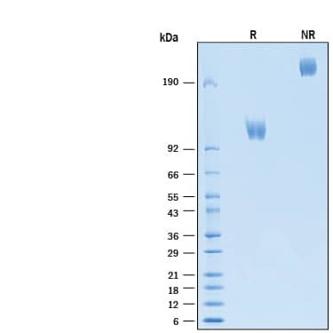 SDS-Page CD117/c-kit [Unconjugated]