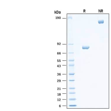 2 μg/lane of Recombinant Human CD4 Fc Chimera Protein (Catalog # 10965-CD) was resolved with SDS-PAGE under reducing (R) and non-reducing (NR) conditions and visualized by Coomassie® Blue staining, showing bands at 76-84 kDa and 150-170 kDa, respectively.