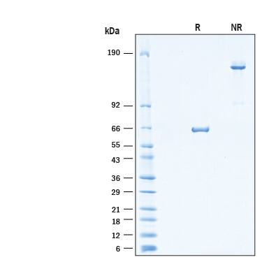 SDS-Page CD300f/LMIR3/CD300LF [Unconjugated]