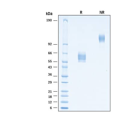 2 μg/lane of Recombinant Cynomolgus Monkey/Rhesus Macaque EDAR Fc Chimera Protein (Catalog # 10968-ER) was resolved with SDS-PAGE under reducing (R) and non-reducing (NR) conditions and visualized by Coomassie® Blue staining, showing bands at 53-65 kDa and 110-130 kDa, respectively.