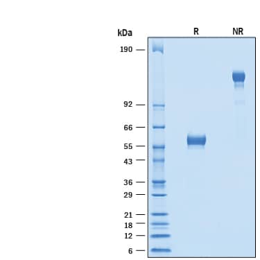 SDS-Page NPDC-1 [Unconjugated]