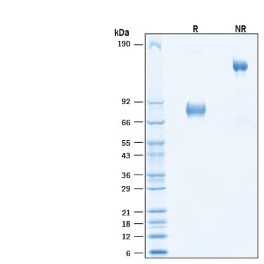 2 μg/lane of Recombinant Cynomolgus Monkey uPAR Fc Chimera (Catalog # 10972-UK)   was resolved with SDS-PAGE under reducing (R) and non-reducing (NR) conditions and visualized by Coomassie® Blue staining, showing bands at 75-85 kDa and 150-170 kDa, respectively.
