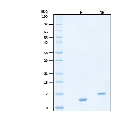 SDS-Page CART/CARTPT [Unconjugated]