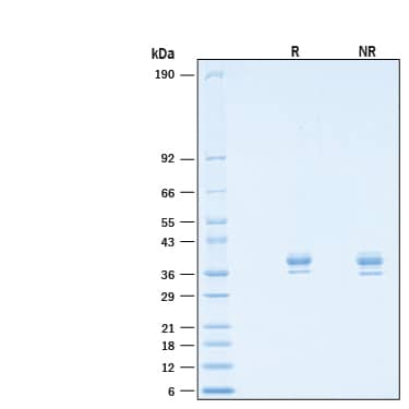 SDS-Page NETO2 [Unconjugated]