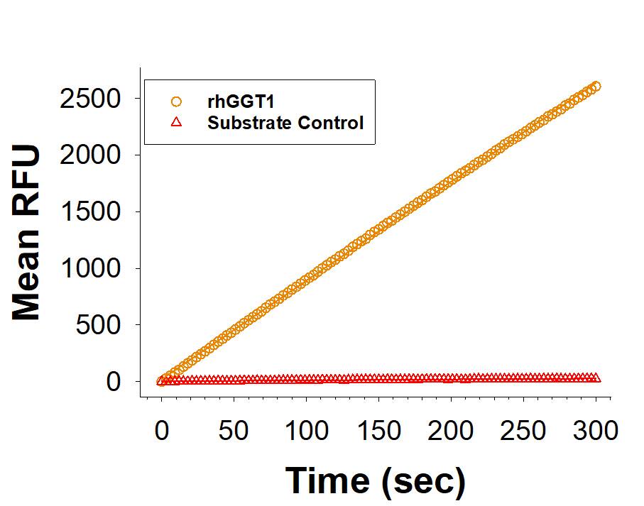 Recombinant Human GGT1 His-tag (Catalog # 10977-GT) is measured by its ability to hydrolyze glutathione to Glu and Cys-Gly. 