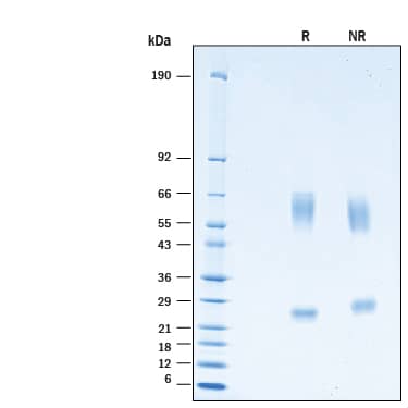 2 μg/lane of Recombinant Human GGT1 His-tag Protein  (Catalog # 10977-GT) was resolved with SDS-PAGE under reducing (R) and non-reducing (NR) conditions and visualized by Coomassie® Blue staining, showing bands at 56-69 kDa and 22-26 kDa, under reducing conditions.