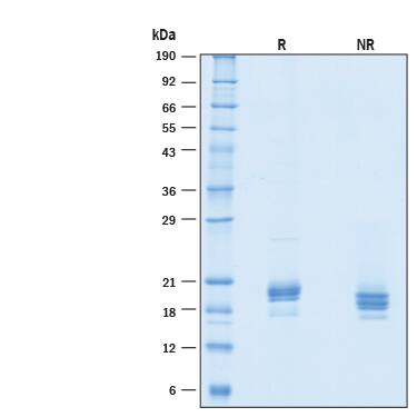 2 μg/lane of Recombinant Human IFN-alpha-2A Protein (Catalog # 10984-IF) was resolved with SDS-PAGE under reducing (R) and non-reducing (NR) conditions and visualized by Coomassie® Blue staining, showing bands at 18-24 kDa.