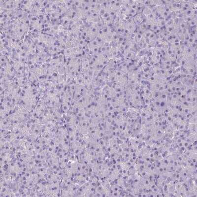 Immunohistochemistry-Paraffin: 11 beta-HSD1 Antibody [NBP2-48879] - Staining of human pancreas shows negative cytoplasmic positivity in exocrine glandular cells as expected.