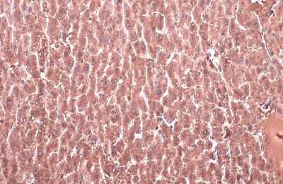 Immunohistochemistry-Paraffin: 11 beta-HSD1 Antibody [NBP3-13393] - 11 beta-HSD1 antibody detects 11 beta-HSD1 protein at cytoplasm by immunohistochemical analysis. Sample: Paraffin-embedded mouse liver. 11 beta-HSD1 stained by 11 beta-HSD1 antibody (NBP3-13393) diluted at 1:500. Antigen Retrieval: Citrate buffer, pH 6.0, 15 min