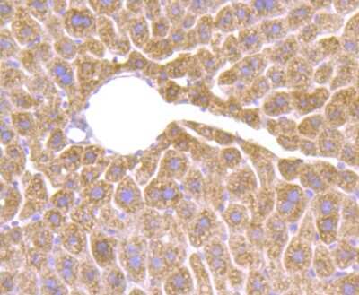 Immunohistochemistry-Paraffin: 11 beta-HSD1 Antibody (JU18-39) [NBP2-75392] - Analysis of paraffin-embedded mouse liver tissue using anti-HSD11B1 antibody. Counter stained with hematoxylin.