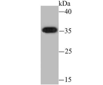 Western Blot: 11 beta-HSD1 Antibody (JU18-39) [NBP2-75392] - Analysis of HSD11B1 on mouse liver tissue lysate using anti-HSD11B1 antibody at 1/500 dilution.