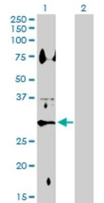 Western Blot: 11 beta-HSD1 Antibody [H00003290-D01P] - Analysis of HSD11B1 expression in transfected 293T cell line by HSD11B1 polyclonal antibody.Lane 1: HSD11B1 transfected lysate(32.40 KDa).Lane 2: Non-transfected lysate.