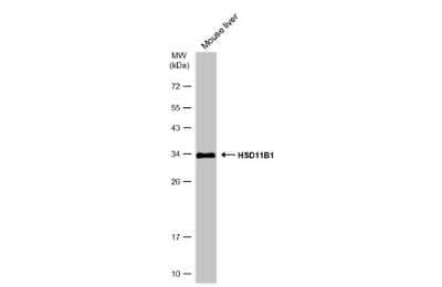 Western Blot: 11 beta-HSD1 Antibody [NBP3-13393] - Mouse tissue extract (50 ug) were separated by 12% SDS-PAGE, and the membrane was blotted with 11 beta-HSD1 antibody (NBP3-13393) diluted at 1:1000. The HRP-conjugated anti-rabbit IgG antibody (NBP2-19301) was used to detect the primary antibody.