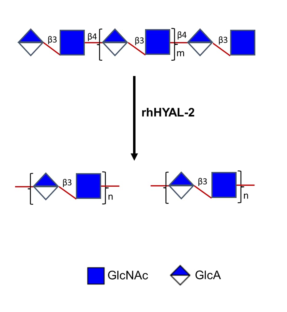 rhHYAL-2 recognizes repeating subunits of -GlcA-beta 1,­3-GlcNAc-beta 1,4- and hydrolyzes high molecular weight hyaluronic acid to intermediate and smaller sized products. 