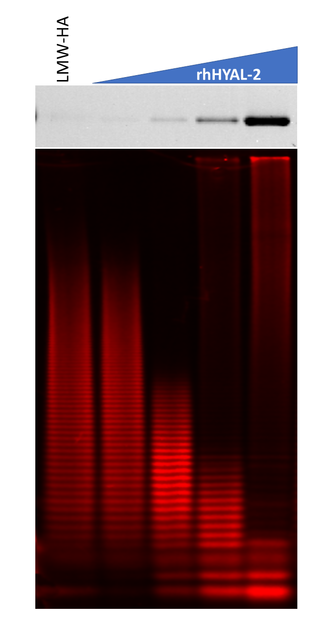 Lane 1 contained substrate Cy5-labeled LMW-HA GL401. In the presence of rhHYAL-2, the Hyaluronic Acid was modified to smaller molecular weight products with increasing amounts of rhHYAL-2 from left to right and a mobility shift was observed.
