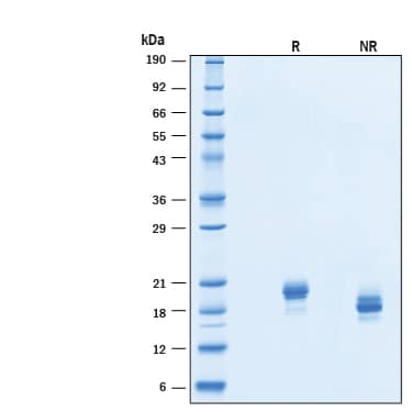 2 μg/lane of Recombinant Human IFN-alpha-2B Protein (Catalog # 11013-IF) was resolved with SDS-PAGE under reducing (R) and non-reducing (NR) conditions and visualized by Coomassie® Blue staining, showing bands at 18-22 kDa.