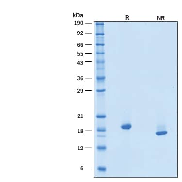 SDS-Page IFN-alpha 1 [Unconjugated]