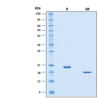SDS-Page IFN-alpha C/IFN-alpha 10 [Unconjugated]