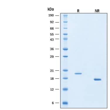 SDS-Page IFN-alpha G/IFNA5 [Unconjugated]