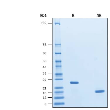 2 μg/lane of Recombinant Human IFN-alpha B2/IFNA8 Protein (Catalog # 11018-IF) was resolved with SDS-PAGE under reducing (R) and non-reducing (NR) conditions and visualized by Coomassie® Blue staining, showing bands at 23-27 kDa.