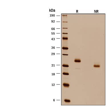 1 μg/lane of Recombinant Human IFN-alpha H2/IFNA14 Protein (Catalog # 11019-IF) was resolved with SDS-PAGE under reducing (R) and non-reducing (NR) conditions and visualized by silver staining, showing bands at 22-26 kDa, respectively.
