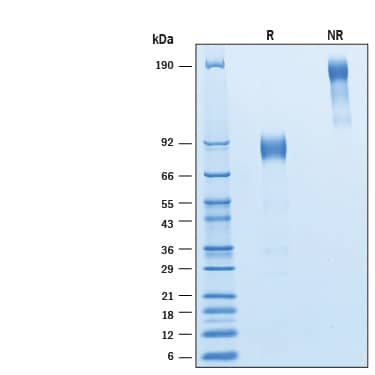 2 μg/lane of Recombinant Rat CD30/TNFRSF8 Mouse Fc Chimera Protein (Catalog # 11034-CD) was resolved with SDS-PAGE under reducing (R) and non-reducing (NR) conditions and visualized by Coomassie® Blue staining, showing bands at 80-95 kDa and 160-190 kDa, respectively.