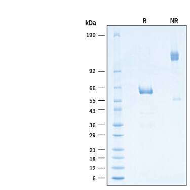 2 μg/lane of Recombinant SARS-CoV-2 B.1.1.529 Spike RBD Fc Chimera Protein (Catalog # 11057-CV) was resolved with SDS-PAGE under reducing (R) and non-reducing (NR) conditions and visualized by Coomassie® Blue staining, showing bands at 57-67 kDa and 114-134 kDa, respectively.