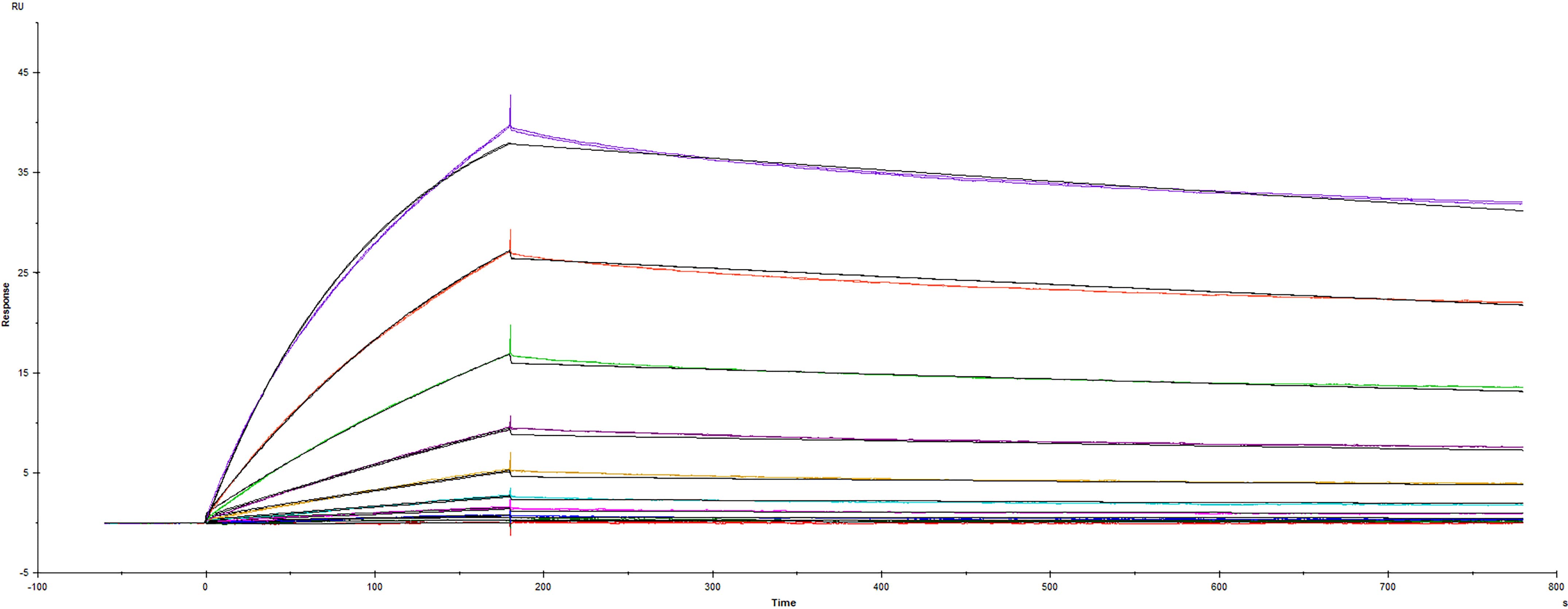 Recombinant SARS-CoV-2 B.1.1.529 Spike RBD Fc Chimera Protein (Catalog #11057-CV) was immobilized on a Biacore Sensor Chip CM5, and binding to recombinant human ACE-2 (933-ZN) was measured at a concentration range between 0.021 nM and 53.1 nM. The double-referenced sensorgram was fit to a 1:1 binding model to determine the binding kinetics and affinity, with an affinity constant of Kd=3.63 nM.