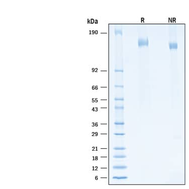 SDS-Page SARS-CoV-2 Spike [Unconjugated]