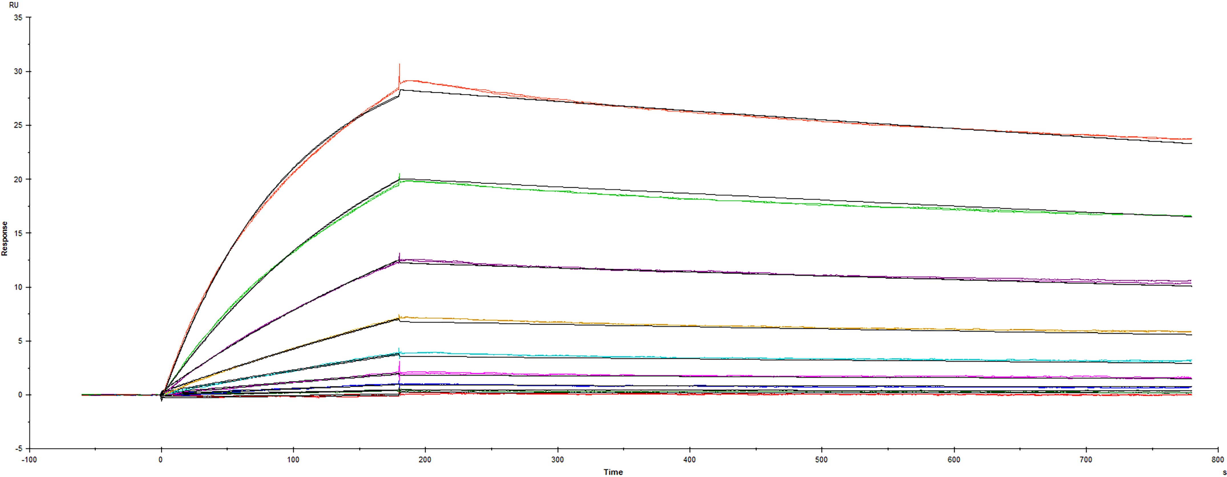 Recombinant SARS-CoV-2 B.1.1.529 Spike (GCN4-IZ) His-tag Protein (Catalog #11061-CV) was immobilized on a Biacore Sensor Chip CM5, and binding to recombinant human ACE-2 (933-ZN) was measured at a concentration range between 0.021 nM and 53.1 nM. The double-referenced sensorgram was fit to a 1:1 binding model to determine the binding kinetics and affinity, with an affinity constant of Kd=3.63 nM.