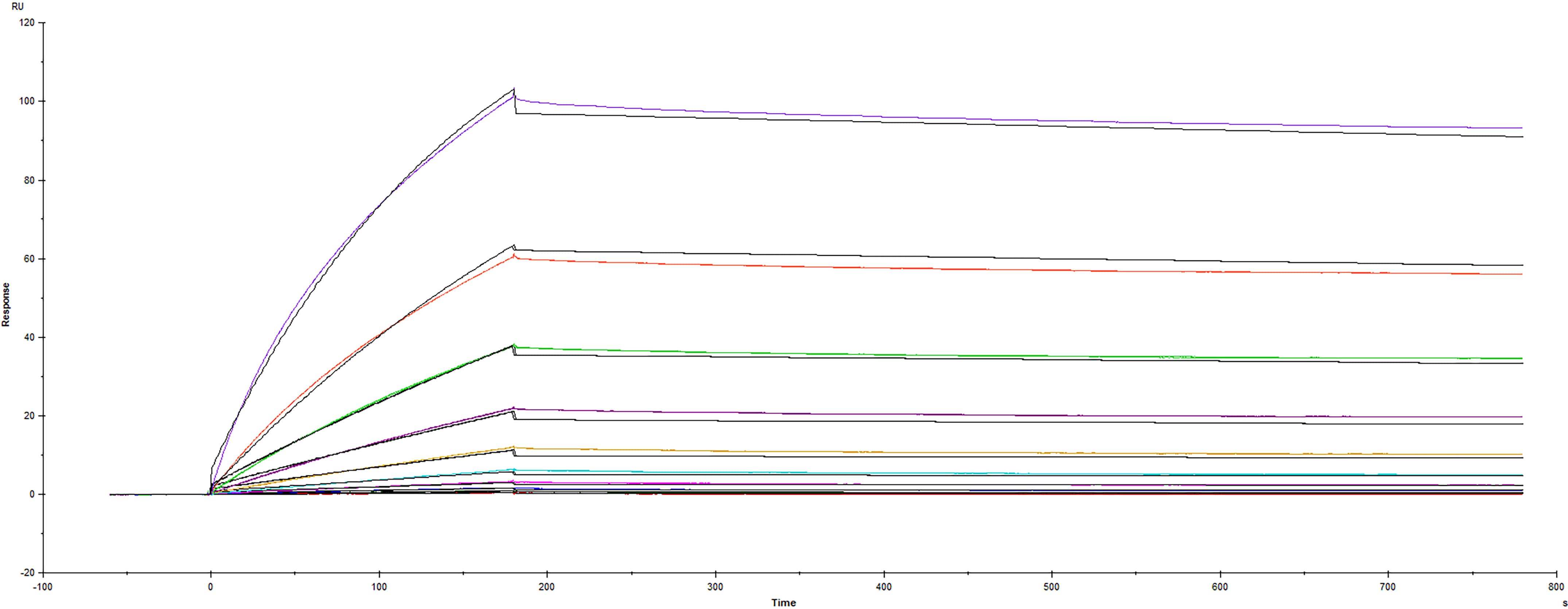 Recombinant SARS-CoV-2 B.1.1.529 Spike S1 His-tag (Catalog #11070-CV) was immobilized on a Biacore Sensor Chip CM5, and binding to recombinant human ACE-2 (933-ZN) was measured at a concentration range between 0.184 nM and 94.3 nM. The double-referenced sensorgram was fit to a 1:1 binding model to determine the binding kinetics and affinity, with an affinity constant of Kd=1.57 nM.