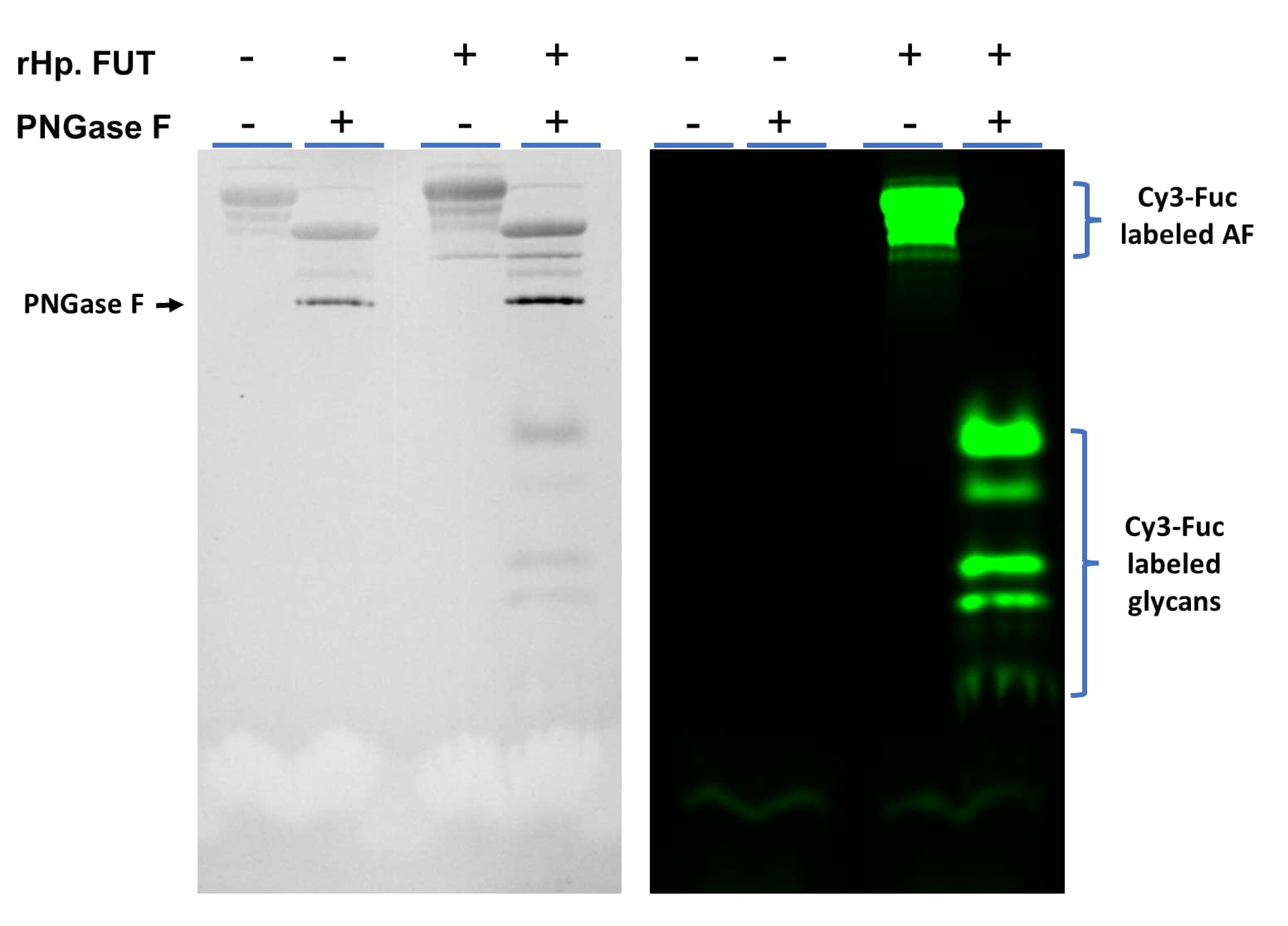 Asialofetuin (4 μg) was incubated with 0.2 nmol of GDP-Cy3-Fucose (ES401) with or without rHp. FUT (Catalog # 11072) (1.0 μg) in 25 μL of 25 mM Tris pH 7.5, 10 mM MnCl2 at 37 °C for 30 minutes. Following labeling,  half of the AF was deglycosylated with PNGase F N-glycan Releasing Kit (EA006) and resolved in 15% SDS-PAGE. Left side is the TCE image and right side is the Fluorescent image of the same gel.