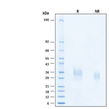 2 μg/lane of Recombinant Human IL‑9 Protein (Catalog # 11081-IL) was resolved with SDS-PAGE under reducing (R) and non-reducing (NR) conditions and visualized by Coomassie® Blue staining, showing bands at 26-38 kDa.