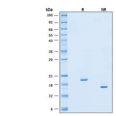 SDS-Page IFN-alpha I/IFNA17 [Unconjugated]