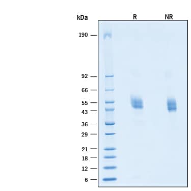 N/A KIR3DL1 [Unconjugated]