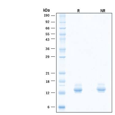 SDS-Page CXCL9/MIG [Unconjugated]