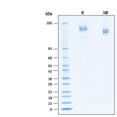 2 μg/lane of Recombinant SARS-CoV-2 BA.2 Spike (GCN4-IZ) His-tag Protein (Catalog # 11109-CV) was resolved with SDS-PAGE under reducing (R) and non-reducing (NR) conditions and visualized by Coomassie® Blue staining, showing bands at 144 - 172 kDa.