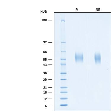 2 μg/lane of Recombinant SARS-CoV-2 B.1.351 Spike S1 NTD His-tag Protein (Catalog # 11113-CV) was resolved with SDS-PAGE under reducing (R) and non-reducing (NR) conditions and visualized by Coomassie® Blue staining, showing bands at 55-61 kDa.