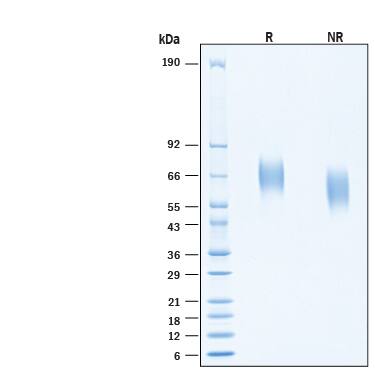 SDS-Page FGFR4 [Unconjugated]