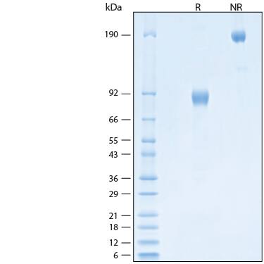2 μg/lane of Recombinant Human IL-3R alpha/CD123 Fc Chimera Protein (Catalog # 11140-R3) was resolved with SDS-PAGE under reducing (R) and non-reducing (NR) conditions and visualized by Coomassie® Blue staining, showing bands at 83-91 kDa and 170-180 kDa, respectively.