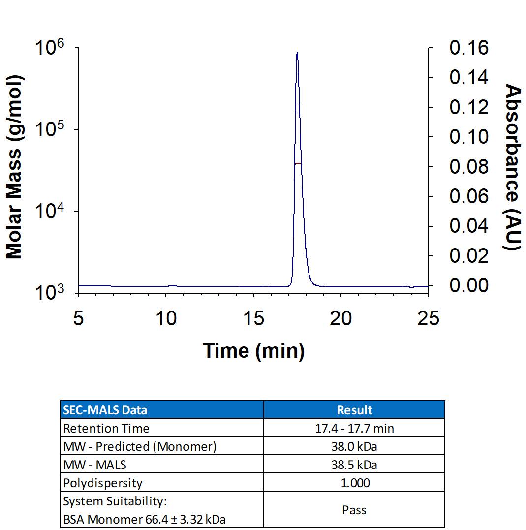 Recombinant Human EGFR Kinase Domain His-tag Protein (Catalog # 11142-ER) has a molecular weight (MW) of 37-40 kDa as analyzed by SEC-MALS, suggesting that this protein is a monomer. MW may differ from predicted MW due to post-translational modifications (PTMs) present (i.e. Glycosylation).